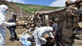 تلف شدن چند راس دام مشکوک به هاری در روستای چراپای اردبیل