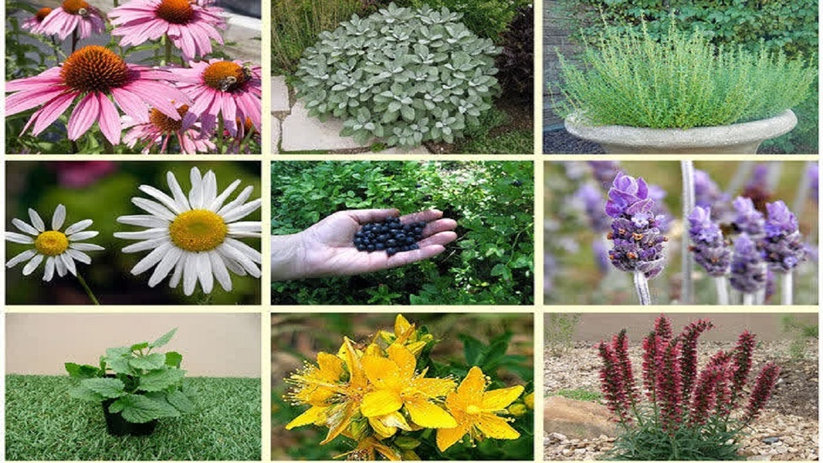 باشگاه خبرنگاران -قزوین؛ قطب تولید گیاهان دارویی با ۱۰۷۵ تن محصول متنوع