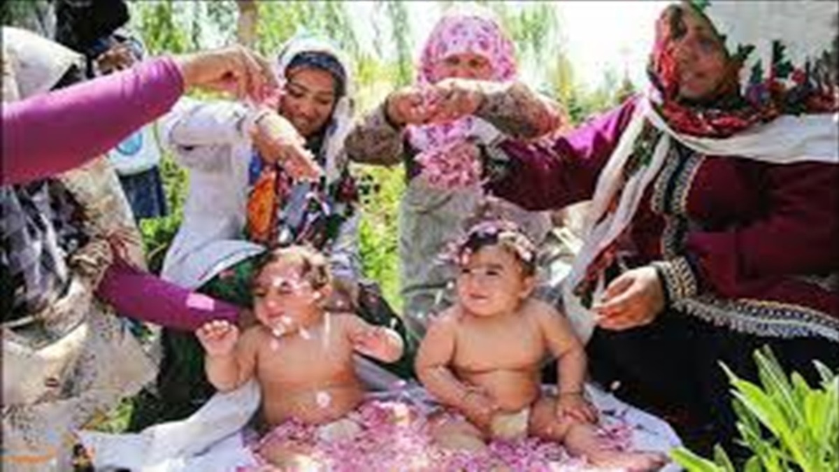 برداشت گل محمدی و آیین گل غلتان در امیریه دامغان + فیلم