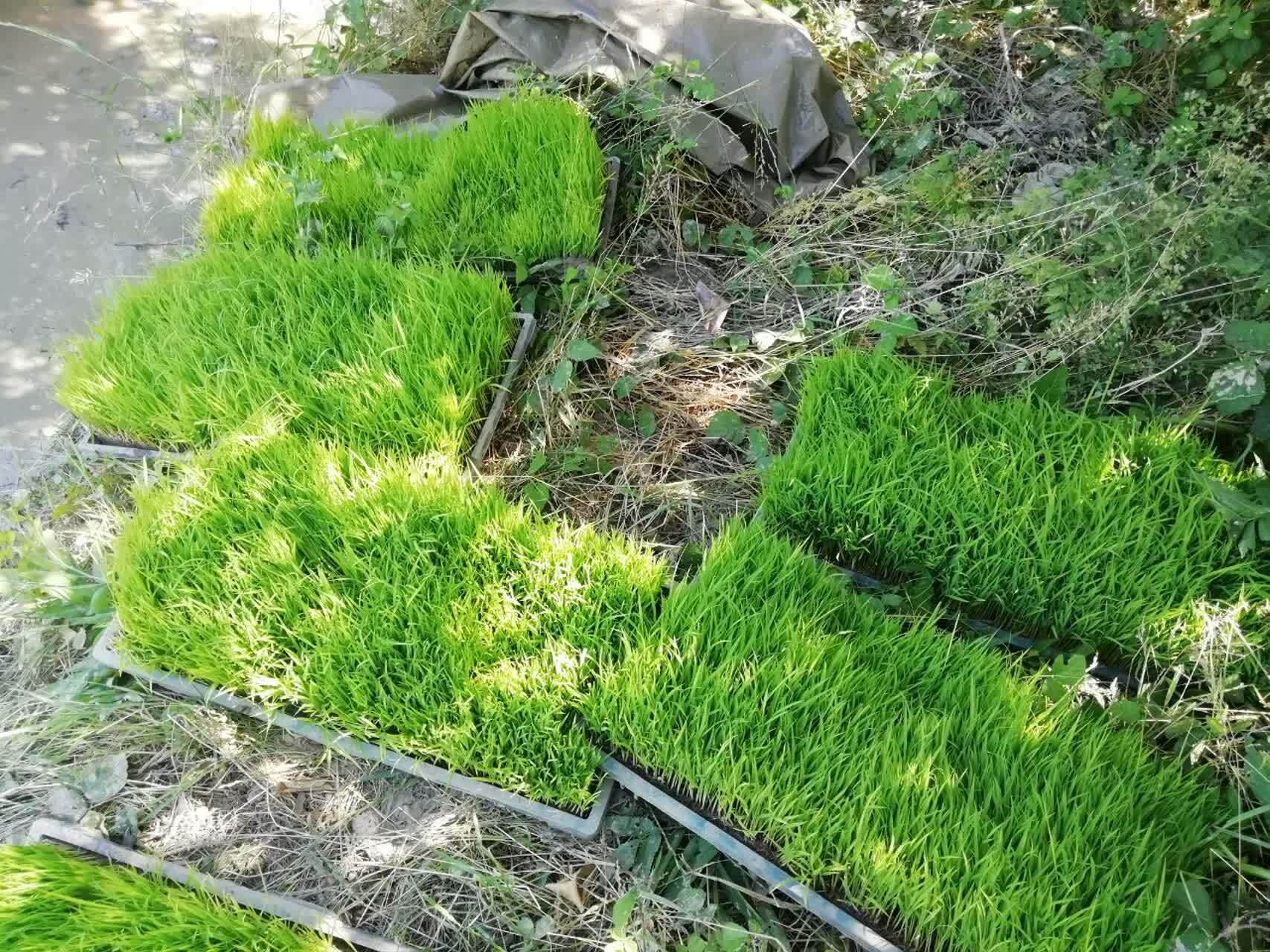 نشابرنج شالیزارهای قائمشهر از لنز دوربین شهروندخبرنگار