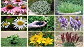 قزوین؛ قطب تولید گیاهان دارویی با ۱۰۷۵ تن محصول متنوع