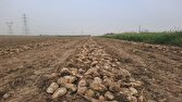آوایِ کمباین‌ها در دلِ مزارع چغندر کازرون؛ نویدبخش فصلی لبریز از شهد و قند