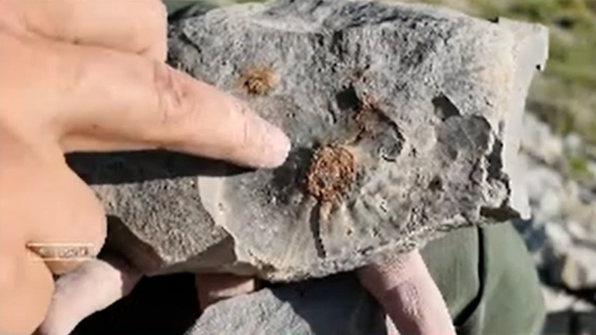 شناسایی دره فسیلی ۱۵۰ میلیون ساله در پیرچوپان آذرشهر + فیلم