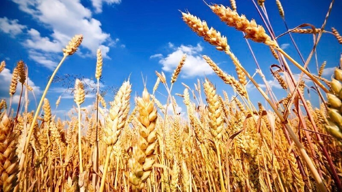 باشگاه خبرنگاران -اختصاص ۲۹۰ هکتار از اراضی موقوفه حرم حضرت معصومه (س) در جهت تامین امنیت غذایی