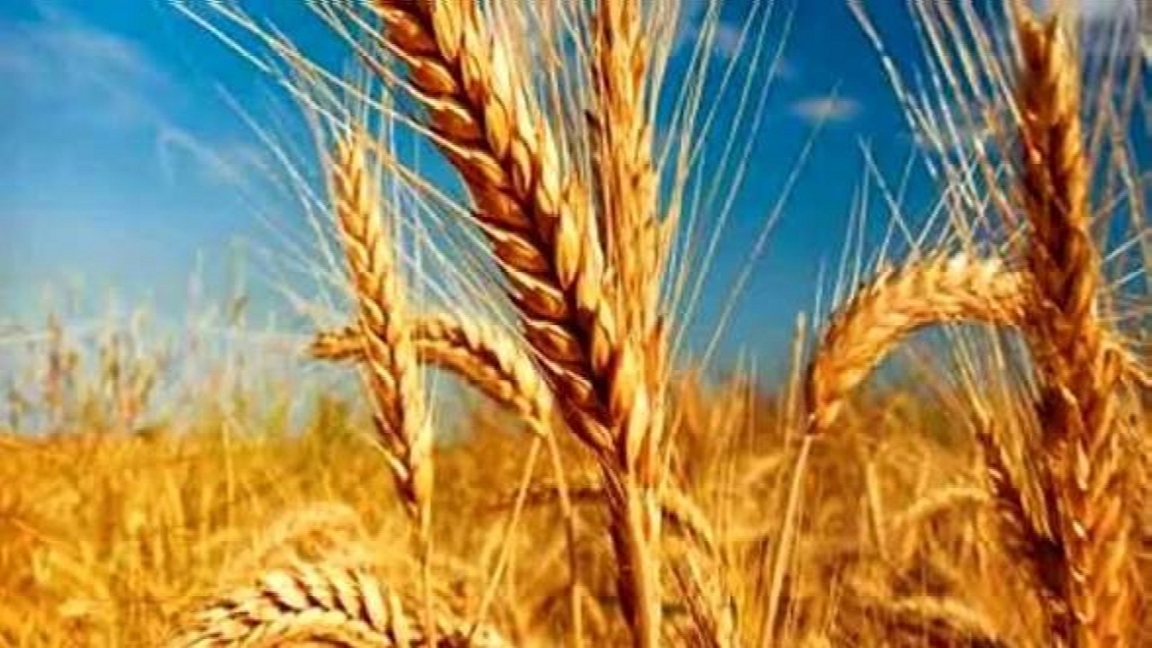پیش بینی تولید بیش از ۶۴ هزار تن گندم طی سال زراعی جاری در م
