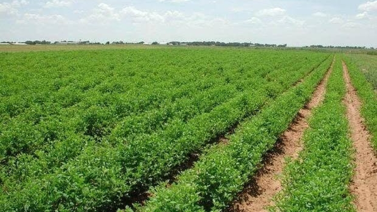 باشگاه خبرنگاران -آغاز کشت تابستانه در ۱۵ هزار هکتار از اراضی اندیمشک