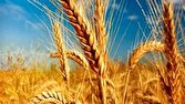 پیش بینی تولید بیش از ۶۴ هزار تن گندم طی سال زراعی جاری در میاندوآب