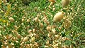 کردستان؛ سومین تولیدکننده نخود کشور در مسیر توسعه کشت پاییزه