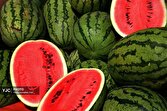 پیش‌بینی تولید ۱۶ هزار تن محصولات جالیزی در داراب