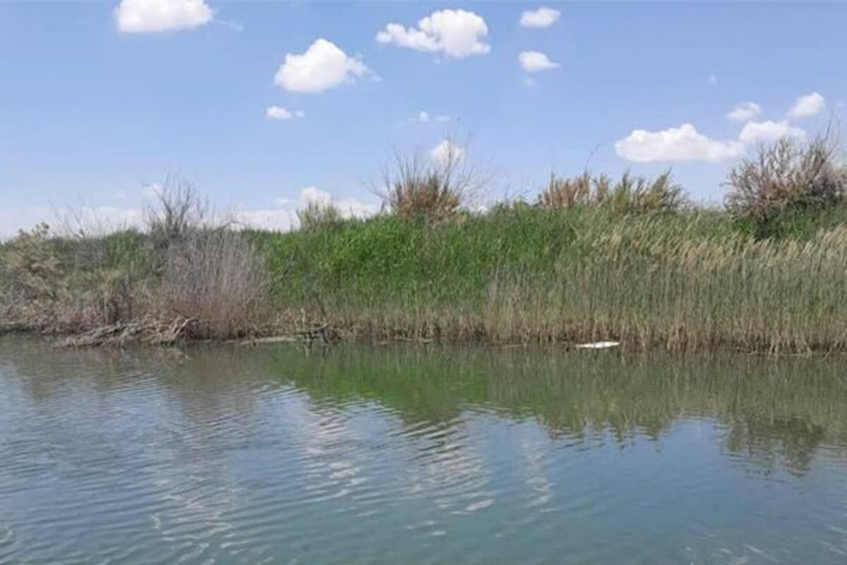 باشگاه خبرنگاران -پایان ۵ سال خشکی در قره‌قشلاق و احیای قوری‌گل