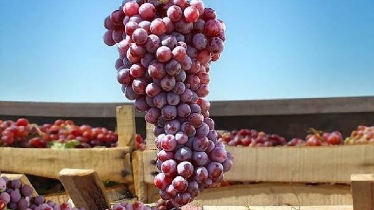 باشگاه خبرنگاران -برداشت «انگور یاقوتی» در گتوند آغاز شد