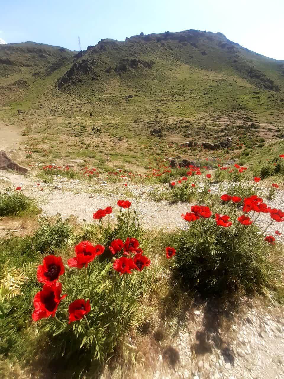 نمایی چشم نواز از دشت زیبای شقایق در لار نمایی چشم نواز از دشت زیبای شقایق در لار