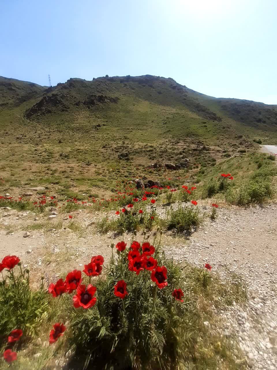 نمایی چشم نواز از دشت زیبای شقایق در لار نمایی چشم نواز از دشت زیبای شقایق در لار