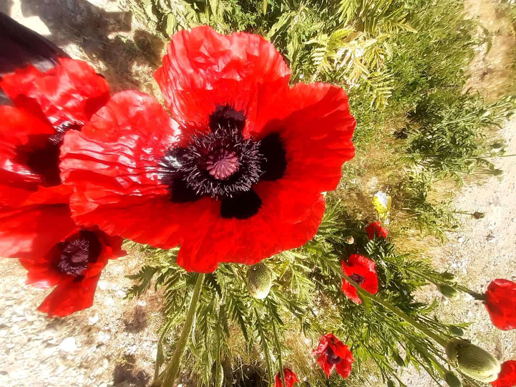 نمایی چشم نواز از دشت زیبای شقایق در لار نمایی چشم نواز از دشت زیبای شقایق در لار