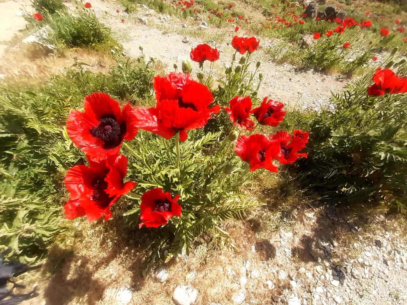 نمایی چشم نواز از دشت زیبای شقایق در لار نمایی چشم نواز از دشت زیبای شقایق در لار