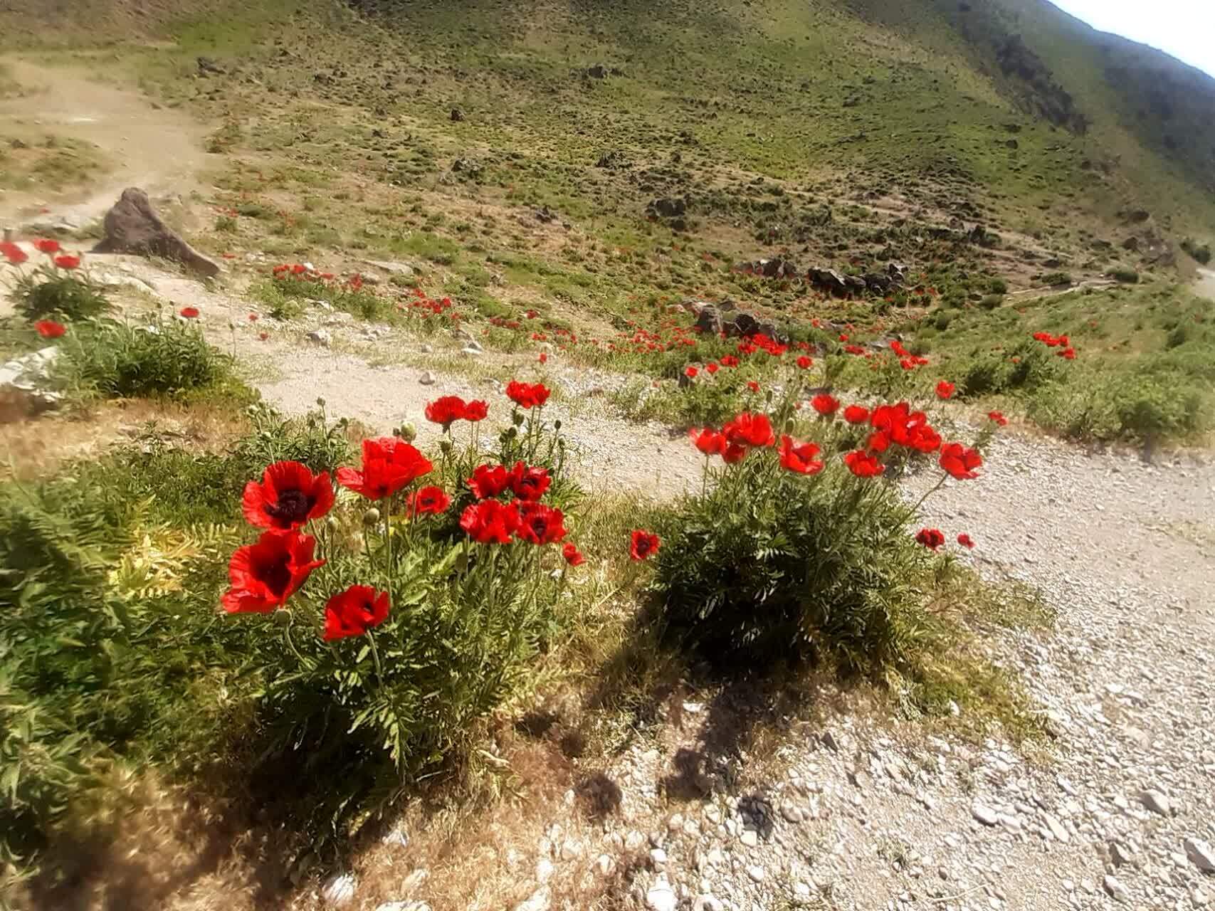 نمایی چشم نواز از دشت زیبای شقایق در لار نمایی چشم نواز از دشت زیبای شقایق در لار