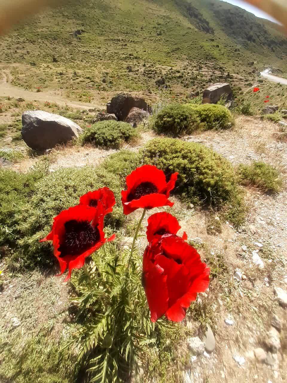 نمایی چشم نواز از دشت زیبای شقایق در لار نمایی چشم نواز از دشت زیبای شقایق در لار