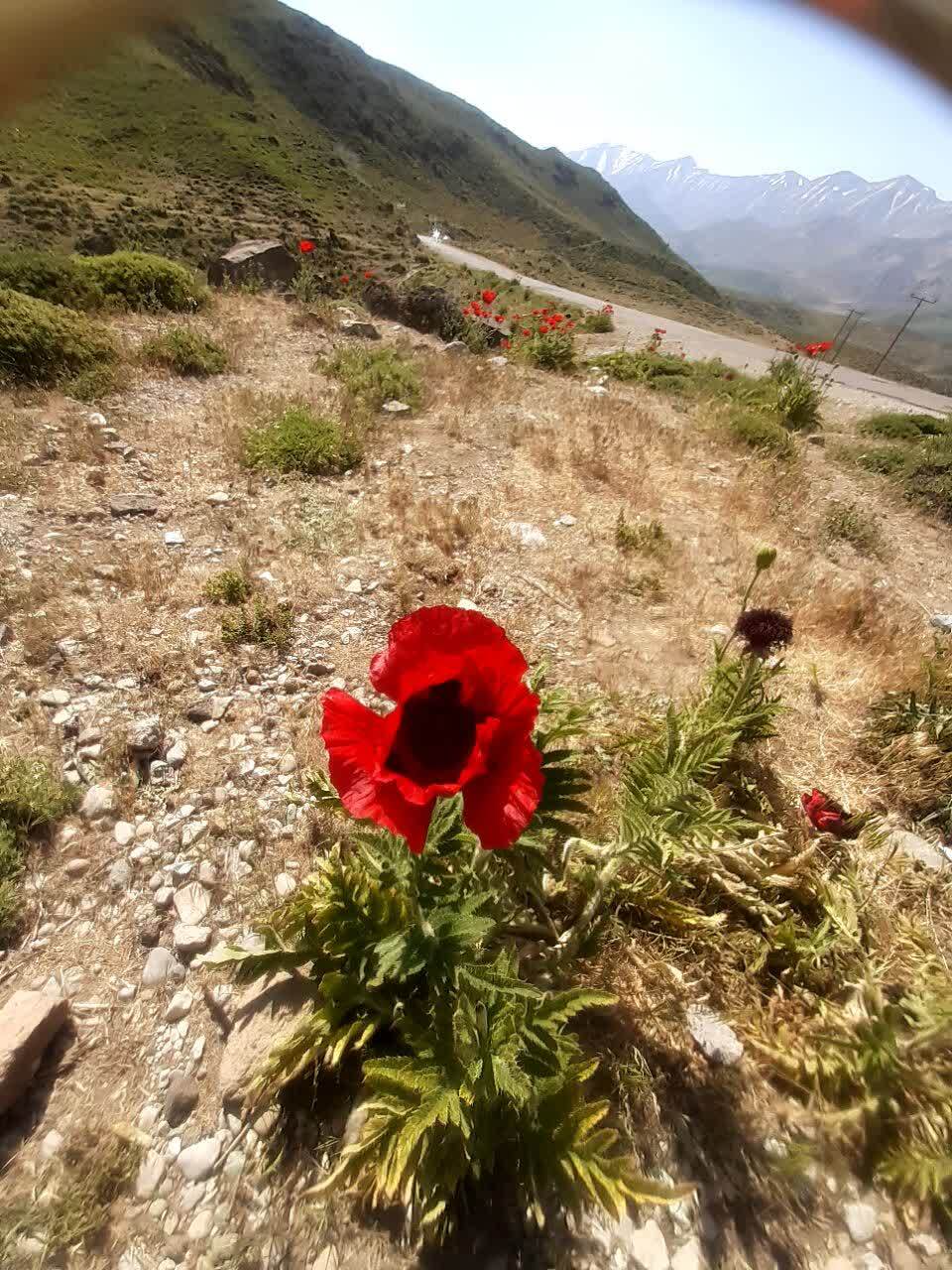 نمایی چشم نواز از دشت زیبای شقایق در لار نمایی چشم نواز از دشت زیبای شقایق در لار