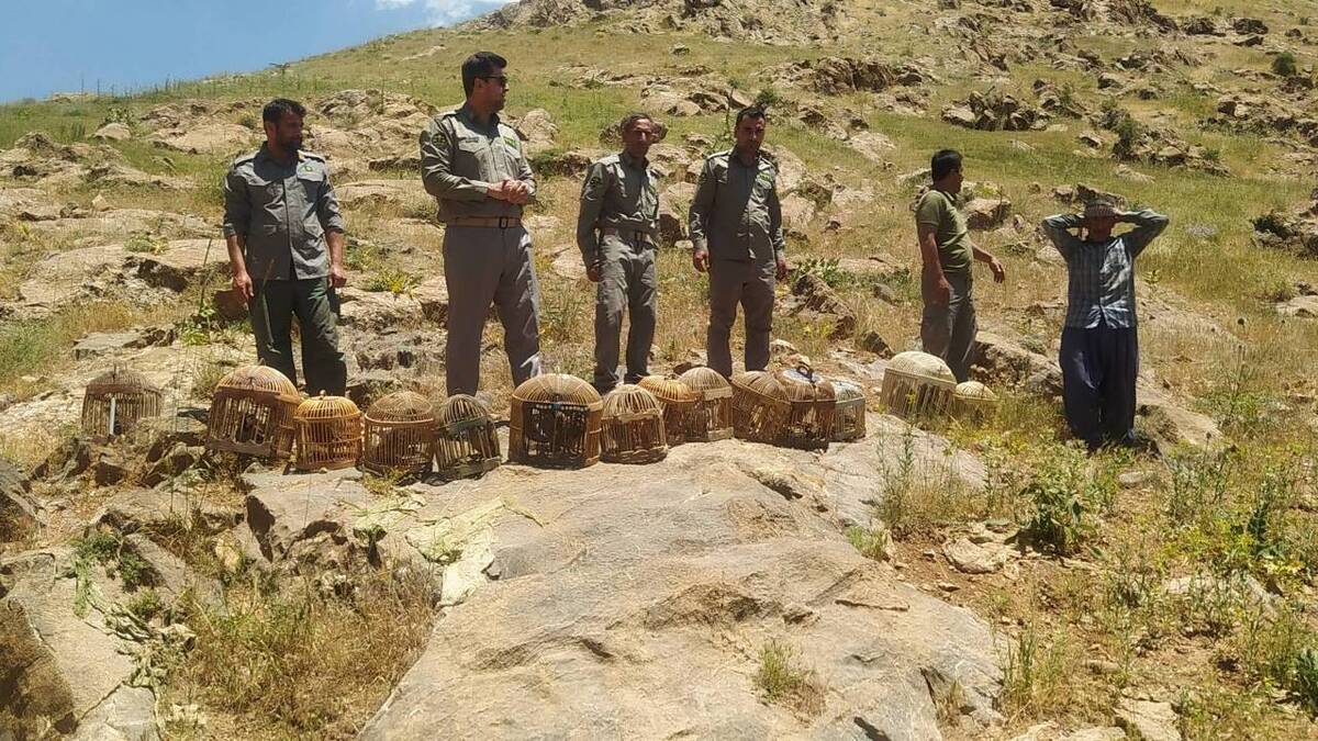باشگاه خبرنگاران -بازگشت ۱۸ کبک و یک سهره طلایی به طبیعت در منطقه حفاظت‌شده عبدالرزاق سقز