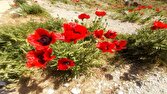 نمایی چشم نواز از دشت زیبای شقایق در لار + عکس
