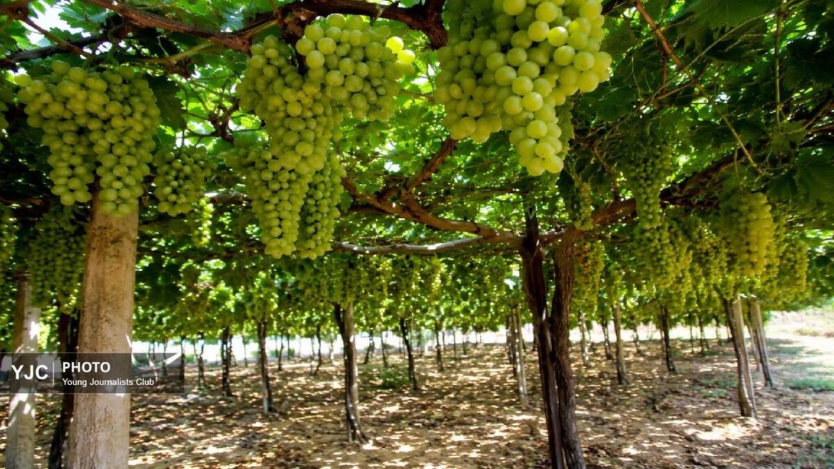 باشگاه خبرنگاران -بهبهان؛ گنجینه ژنتیکی انگور ایران در مسیر توسعه