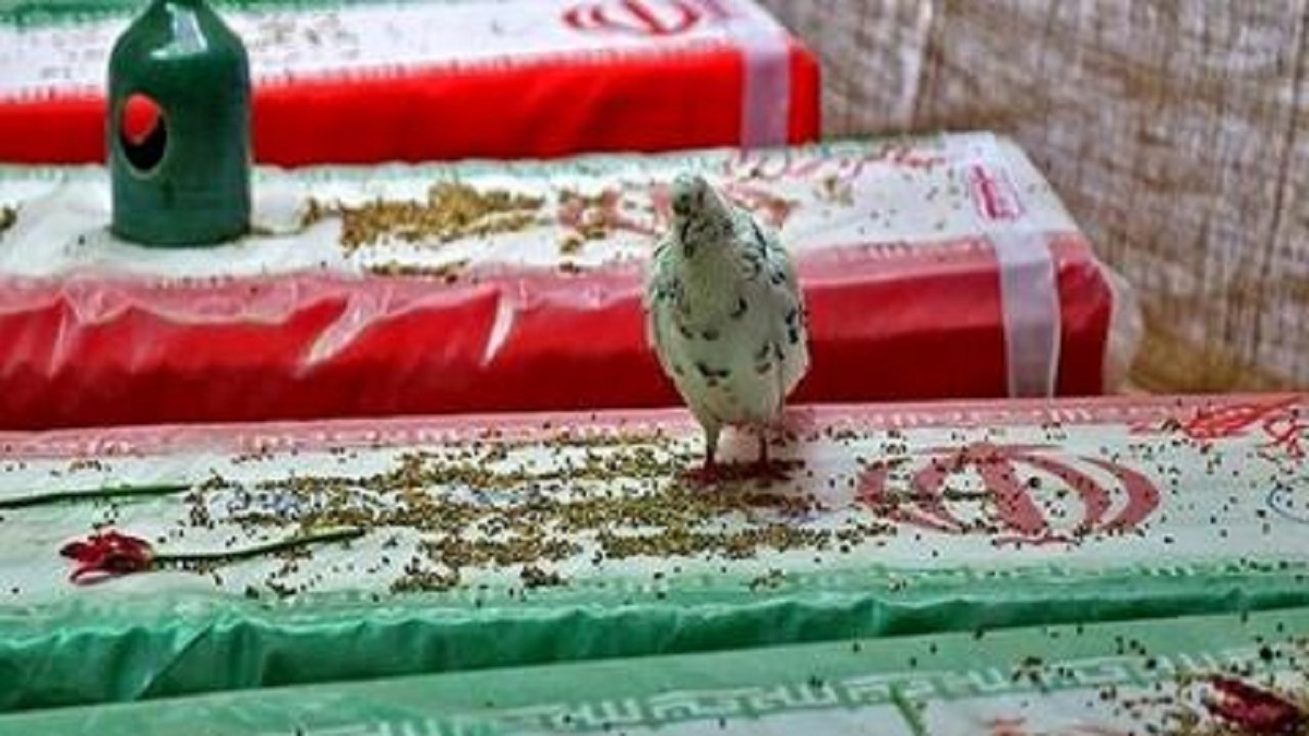 باشگاه خبرنگاران -برگزاری اجلاسیه ۲۴۸ شهید حوزه کشاورزی خراسان جنوبی