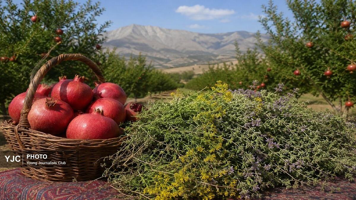 باشگاه خبرنگاران -گلوگاه توسعه کوهدشت ضعف در فرآوری و بازاریابی؛ انار و گیاهان دارویی فرصتی که نباید هدر برود