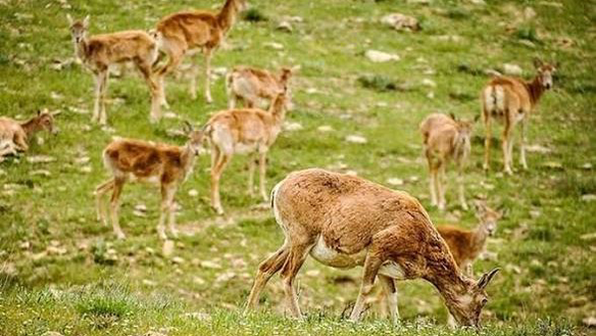 باشگاه خبرنگاران -۱۲ درصد از عرصه سرزمینی کشور تحت حفاظت قرار دارد