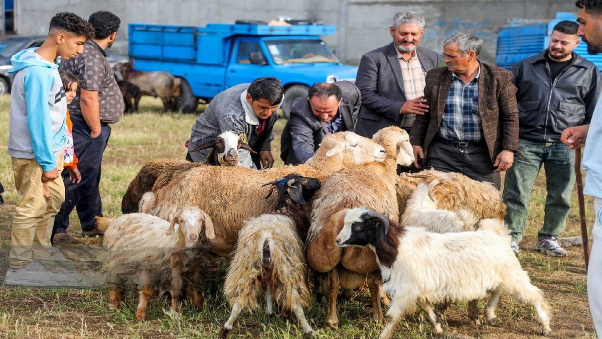 باشگاه خبرنگاران -هر گونه جابه‌جایی و فروش دام بدون مجوز، قاچاق است