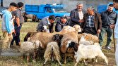 هر گونه جابه‌جایی و فروش دام بدون مجوز، قاچاق است