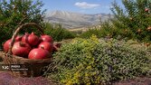 گلوگاه توسعه کوهدشت ضعف در فرآوری و بازاریابی؛ انار و گیاهان دارویی فرصتی که نباید هدر برود