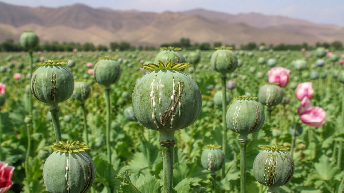 باشگاه خبرنگاران -از مزرعه تا بحران؛ زنگ خطر کشت گیاهان غیرمجاز در لرستان