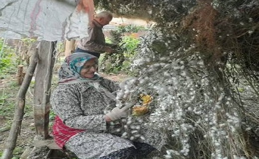 تلاش دیدنی نوغانداران گیلانی در فصل برداشت پیله ابریشم + فیلم و تصاویر