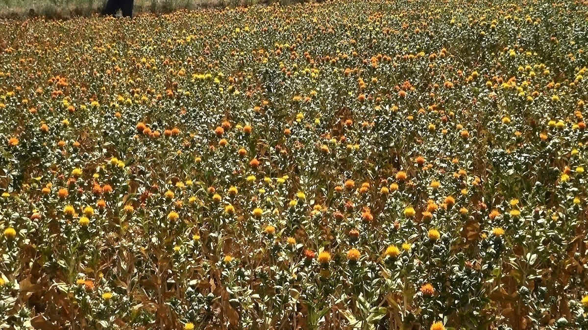 باشگاه خبرنگاران -خودنمایی مزارع گلرنگ در دل کویر