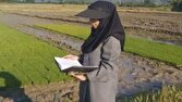 طرح جهش تولید در ۳۰۰ هکتار از شالیزار‌های بهشهر