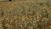 خودنمایی مزارع گلرنگ در دل کویر