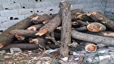 کشف محموله چوب قاچاق در جنگل‌های هیرکانی شهرستان نور