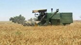 سخاوت آسمان و افزایش دو برابری تولید غلات