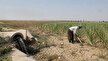 خوزستان با رتبه اول کشاورزی در کشور، در انتظار تأمین حقابه