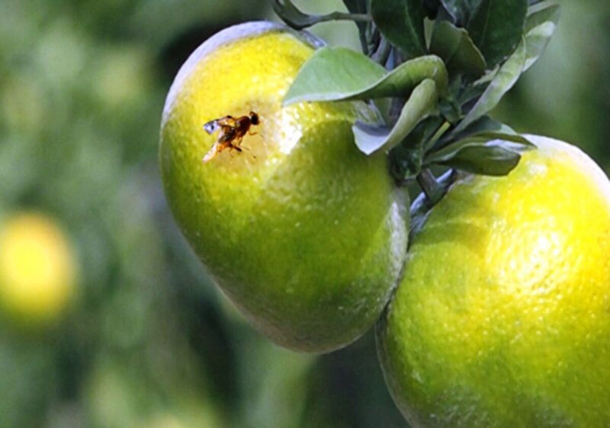 باشگاه خبرنگاران -مگس میوه مدیترانه تهدید جدی باغات شمال