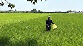 ۶۰۰ هکتار شالیزار جویبار زیر چتر کنترل بیولوژیک