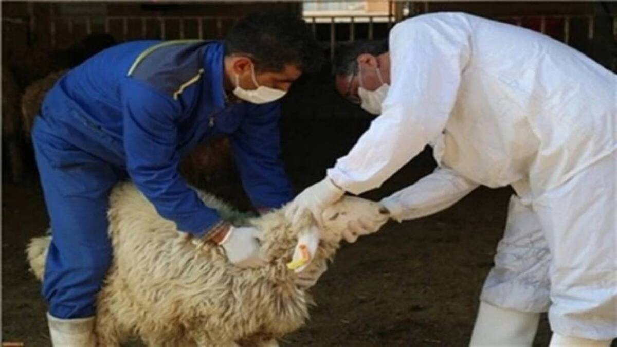 باشگاه خبرنگاران -نظارت ۱۸ تیم ثابت بر ذبح دام قربانی در استان کردستان