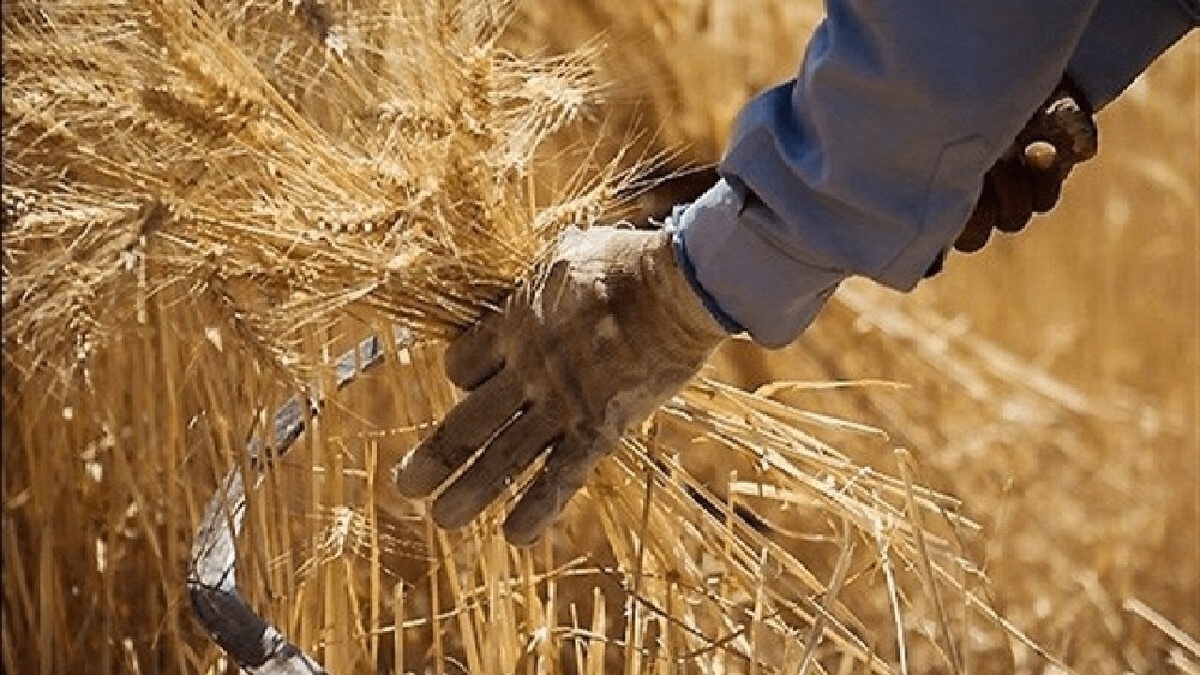 باشگاه خبرنگاران -پیگیری پرداخت مطالبات گندم کاران به کجا رسید؟