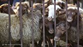 دام،سبك،صنعت،كشور،گوشت،اتفاقي،گوسفند،قرمز،اشاره،توليد،فعال،م ...
