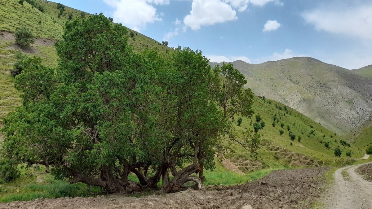 باشگاه خبرنگاران -توت کهنسال باروق میاندوآب  در مسیر ملی شدن