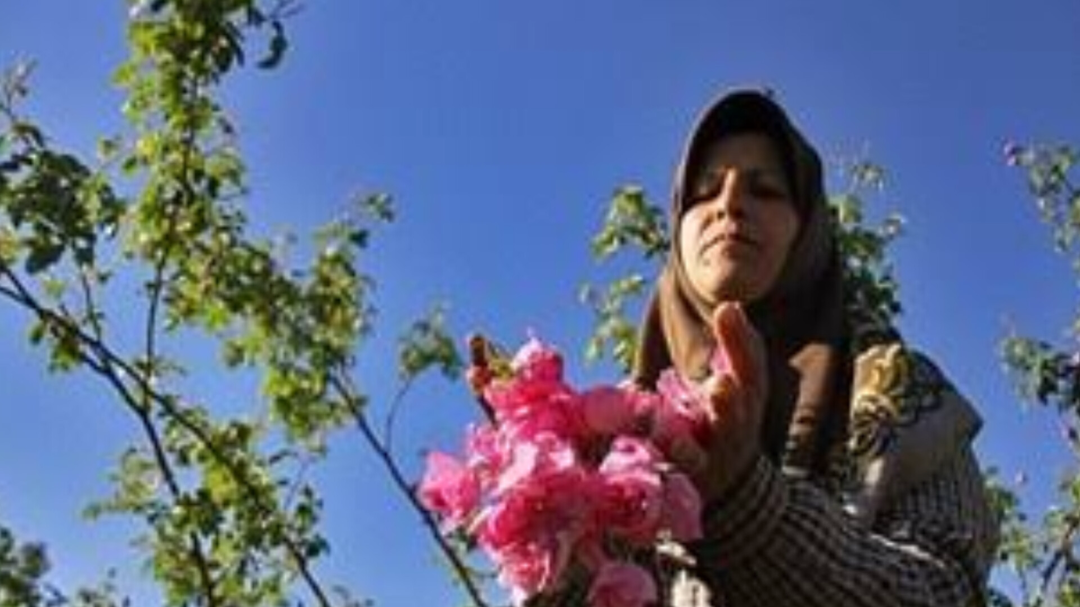 گل محمدی این روستا را نجات داد