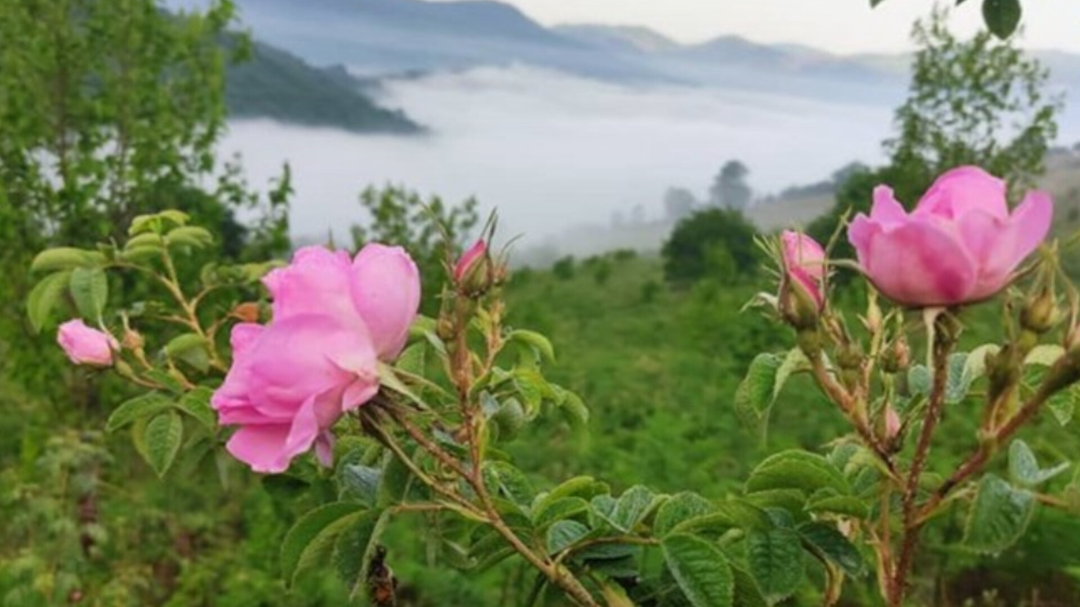 گل محمدی این روستا را نجات داد