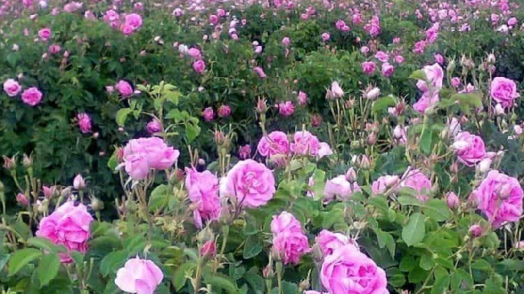 گل محمدی این روستا را نجات داد