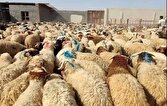 توقیف خودرو‌های فروشنده دام در سطح شهر و تأکید بر خرید از مرکز مجاز