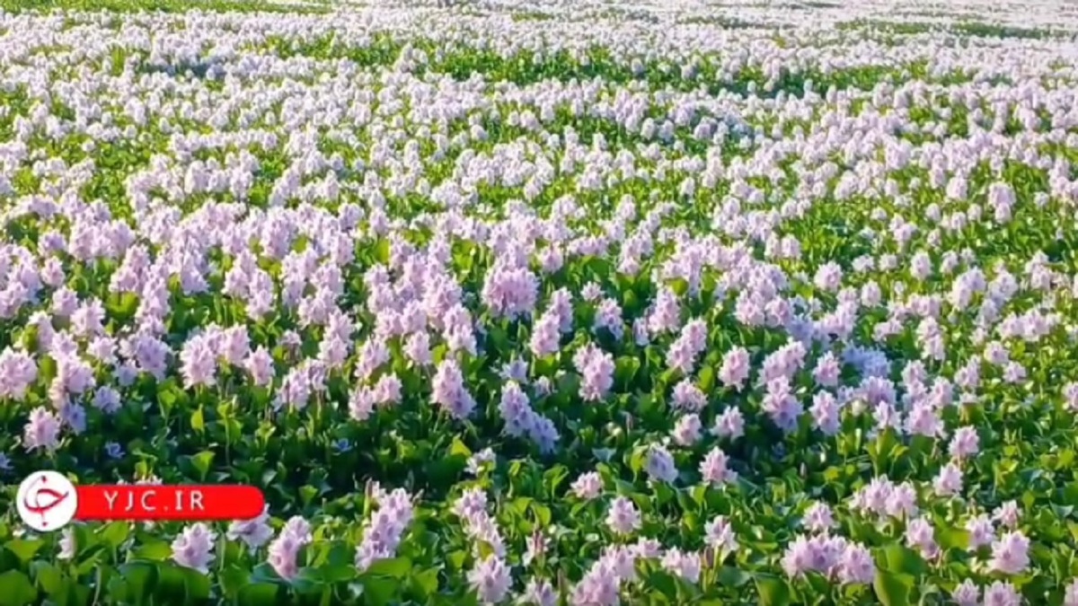 باشگاه خبرنگاران -زخم سنبل آبی بر پیکره آب‌بندان روستای آغوزبن + فیلم